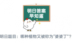 哪种植物被称为黄花地丁婆婆丁_支付宝蚂蚁庄园小课堂8月14日答案分享