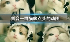 抖音猫咪点头表情包怎么样_猫咪点头的表情包介绍